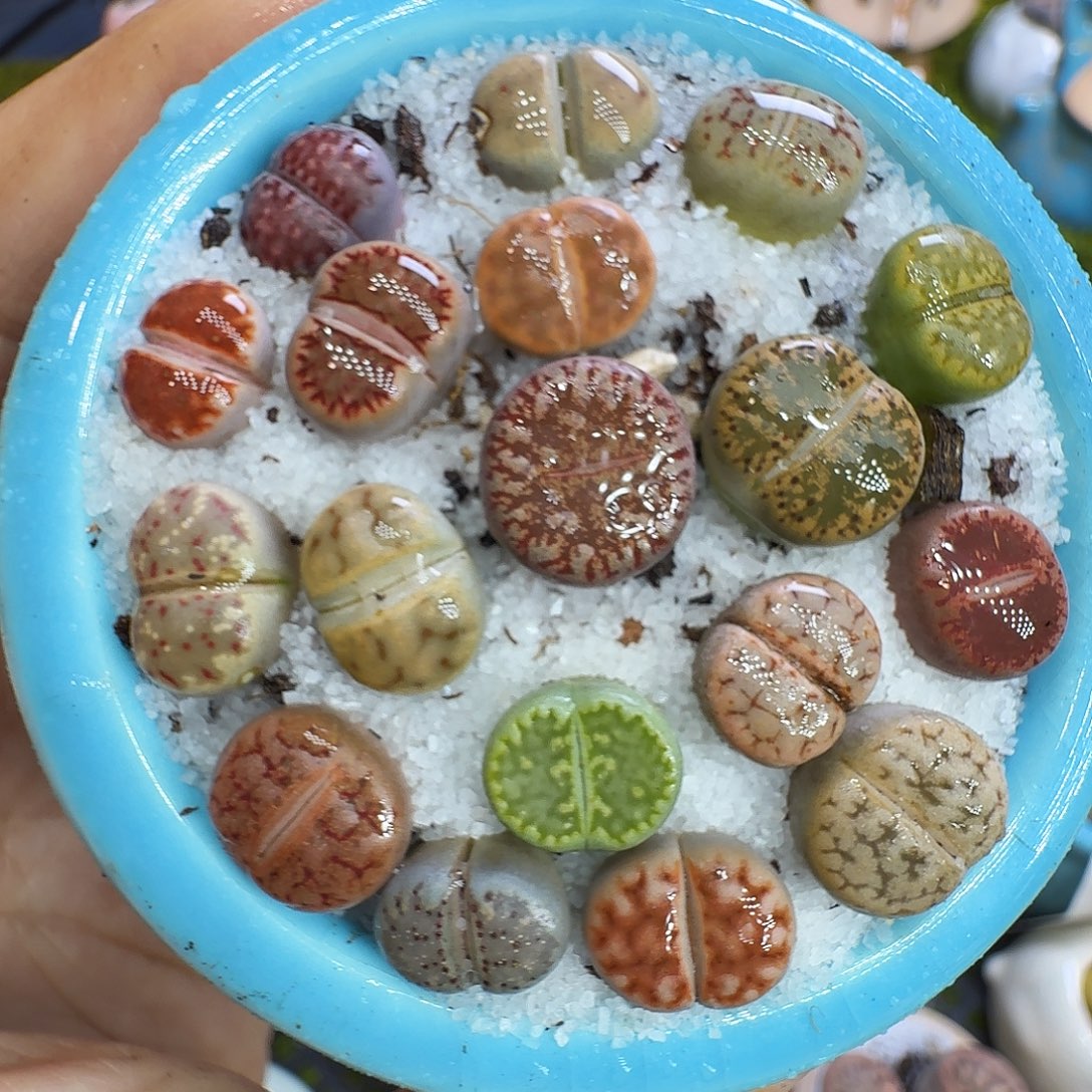 多肉植物福利冲1231