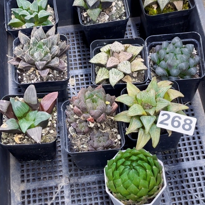 268寿一物一图如图