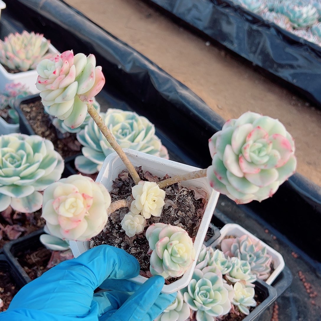 厚叶妮可莎娜锦底座