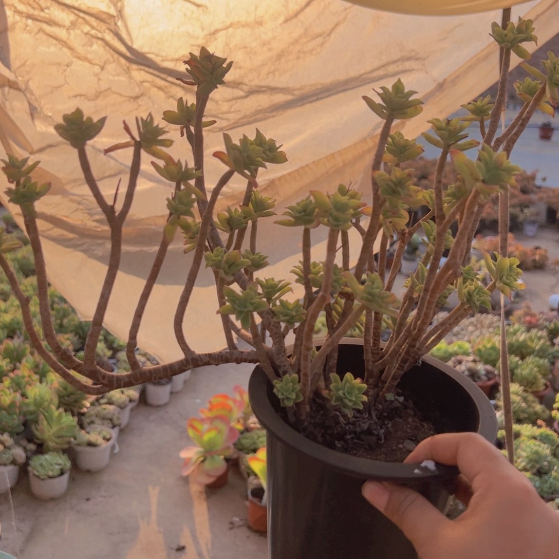 薄化妆大盆整装两盆，160杯