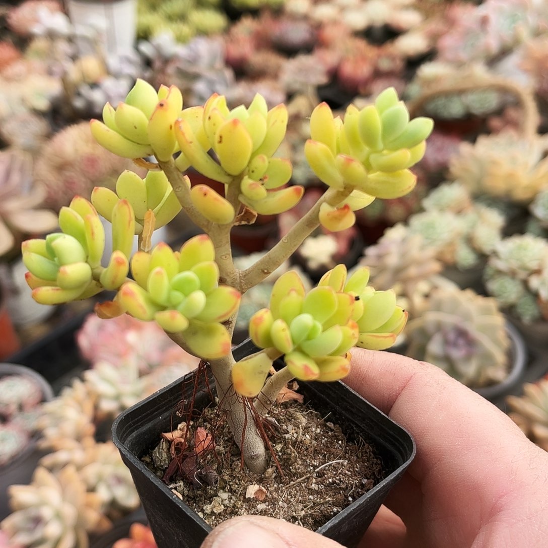 有****74多肉植物提取天然的