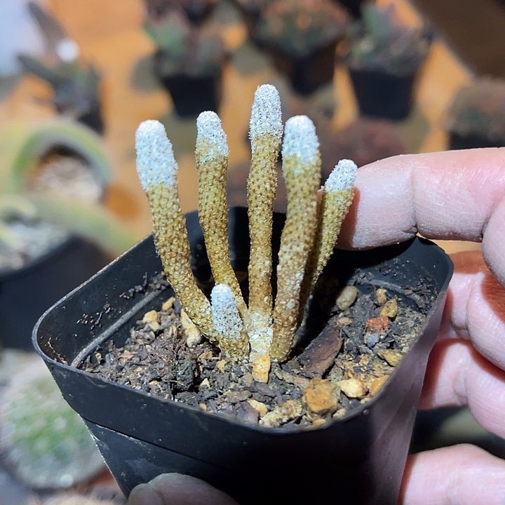 满38包邮2天凑单，脱土晾根发货多肉植物