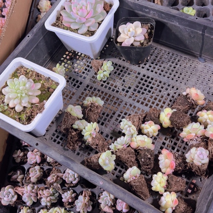 闹*多肉专拍多肉植物大战僵尸