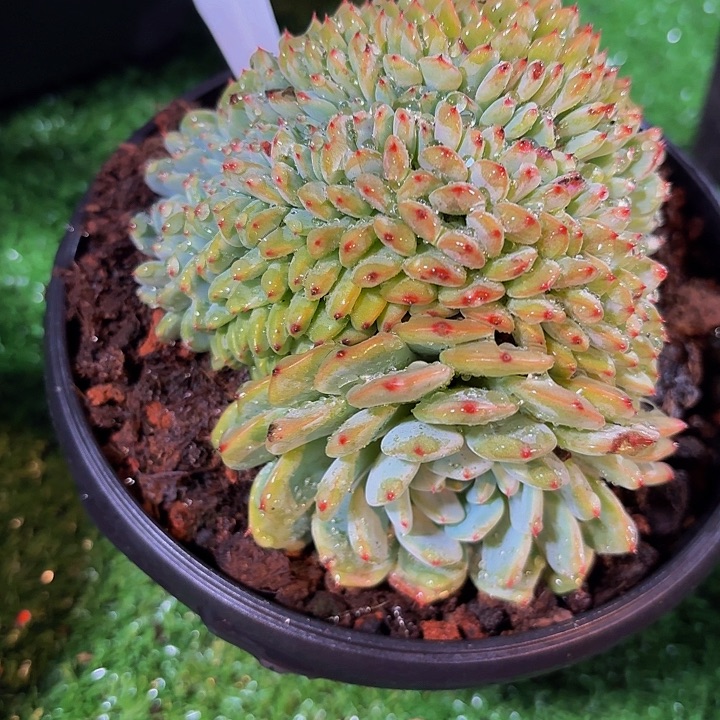 丽娟花卉白胖子缀