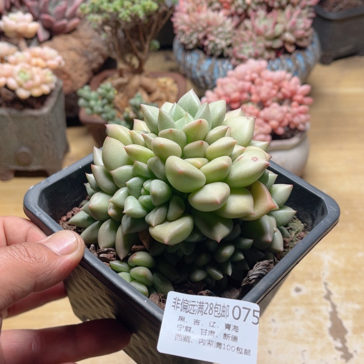 【闪购商品】075象牙