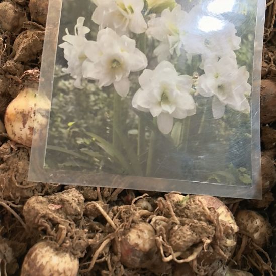 当前无花栽培后可以开花阿拉斯加5厘米裸根球