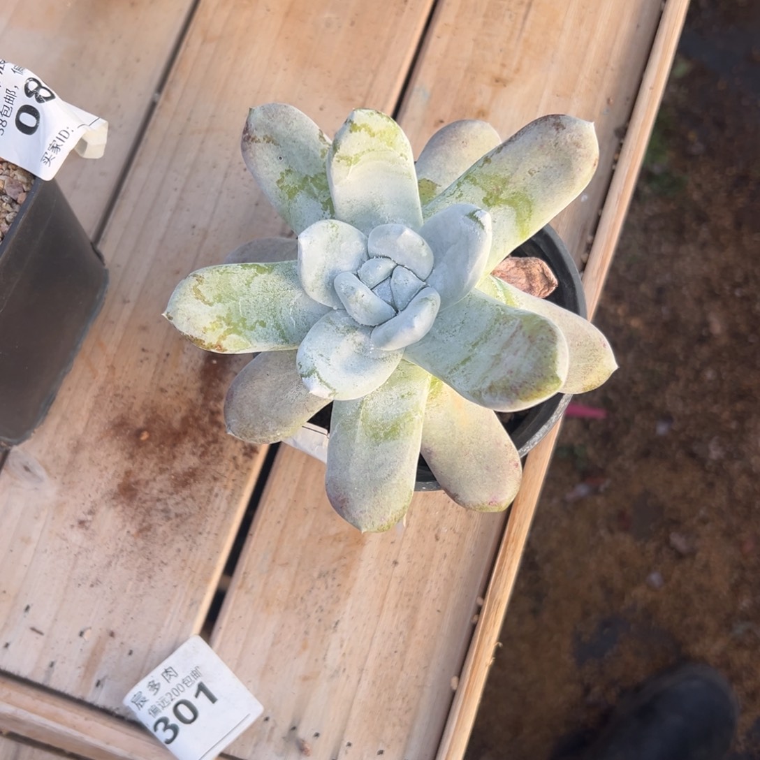 红拇指～一物一拍301