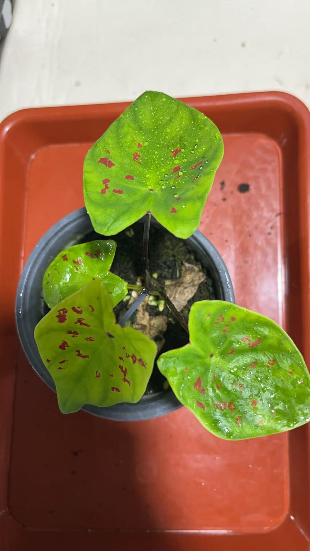 孙先生的花园（佛手黄）