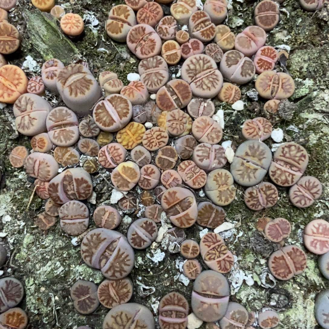 7621特价菊只带土有疤个头小