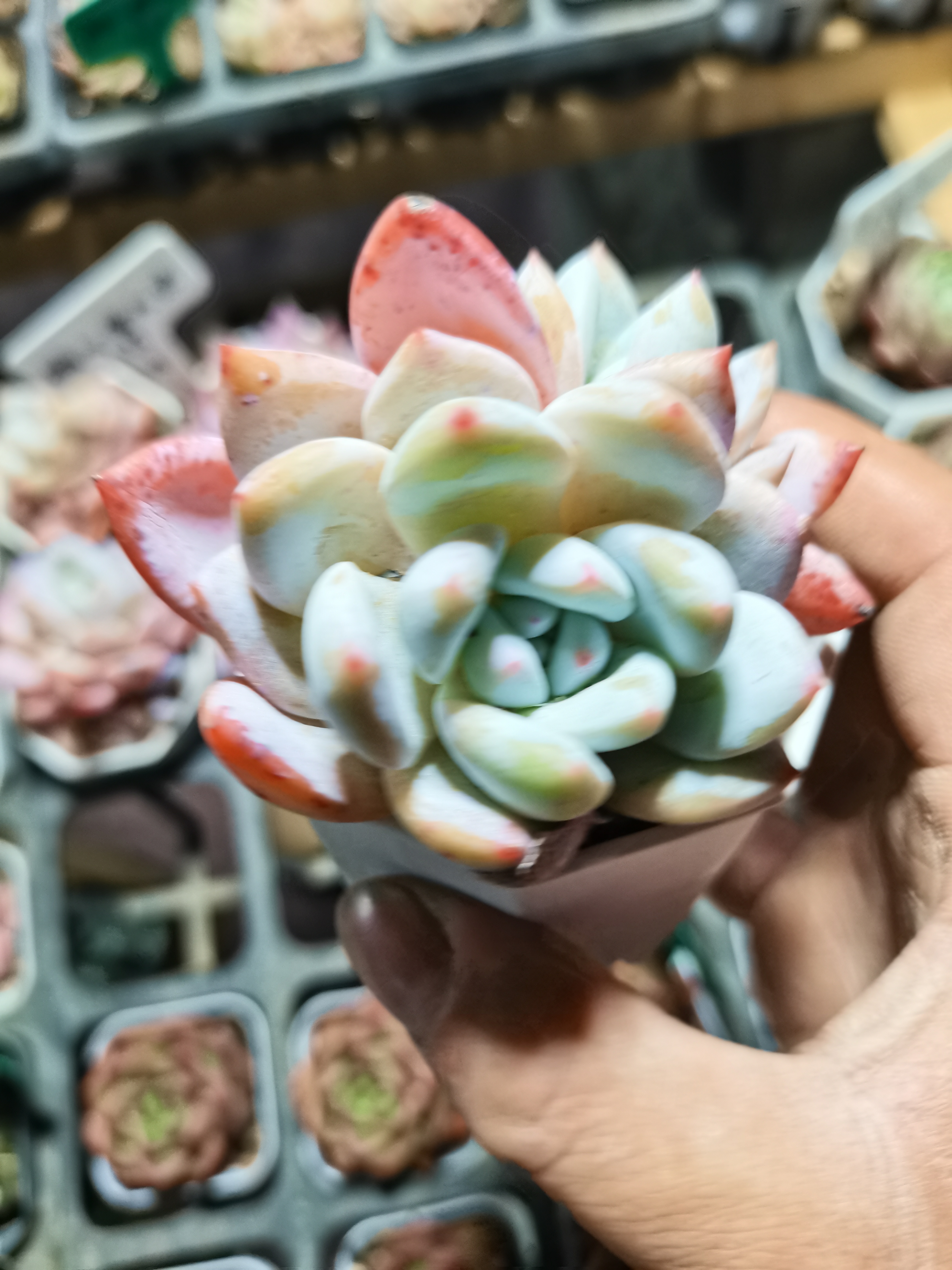 溏心雪天使经品植物多肉