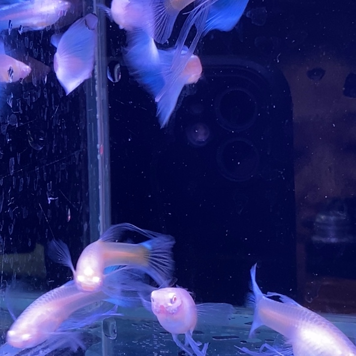 孔雀鱼蓝白大西5对孔雀