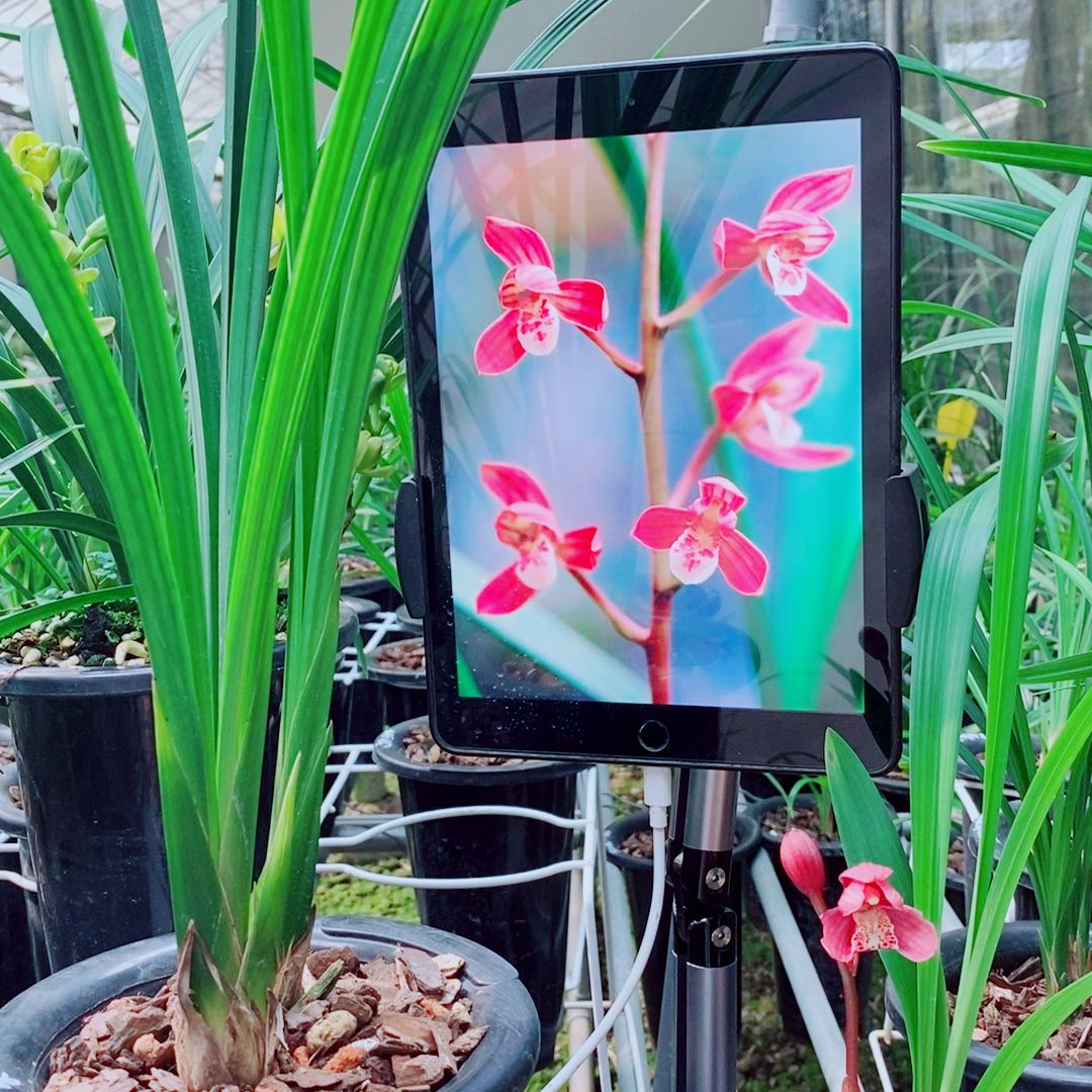 当前无花栽培后可以开花