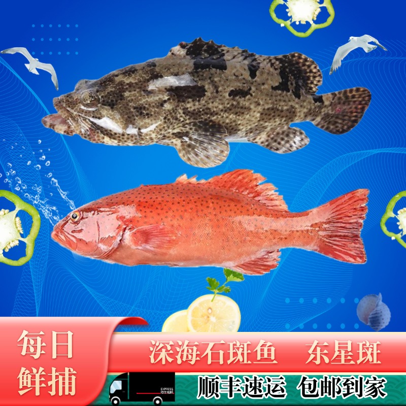 【新人福利】深海东星斑+深海石斑鱼 湛江海鲜美食水产速冻水产新鲜