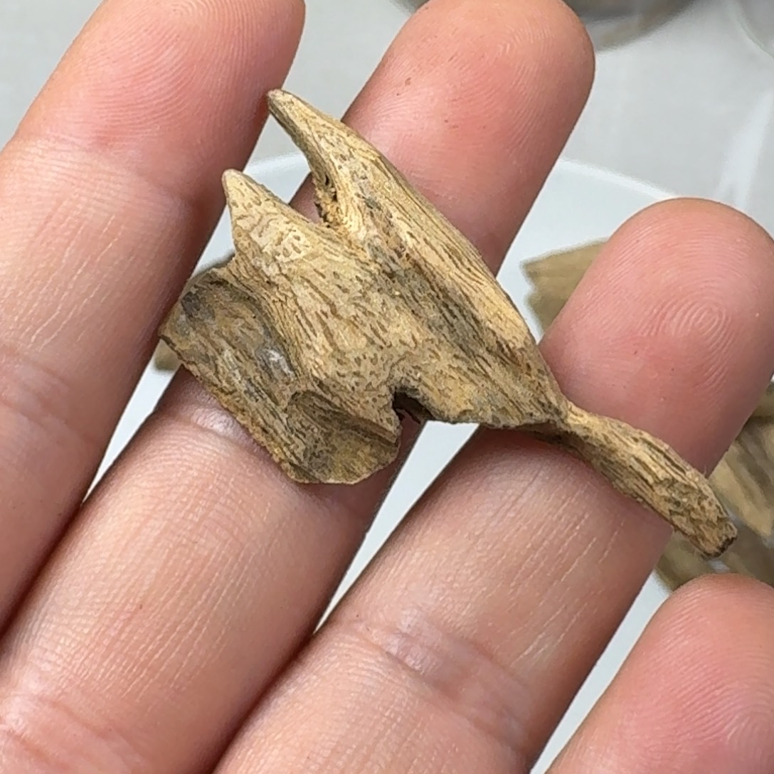 沉香碎屑沉香惠州虎斑棋