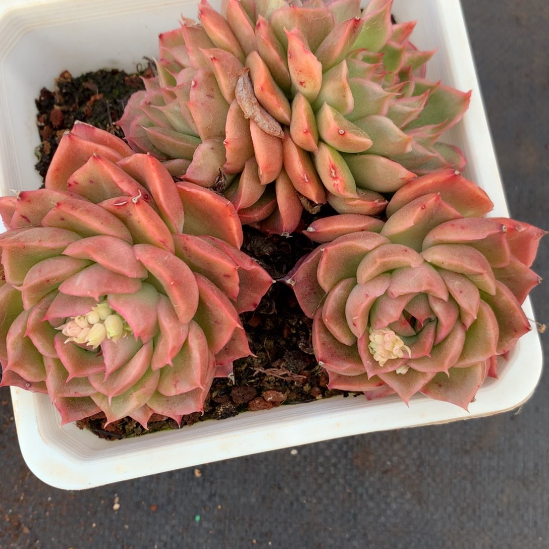 1290杂交精品基地13厘米