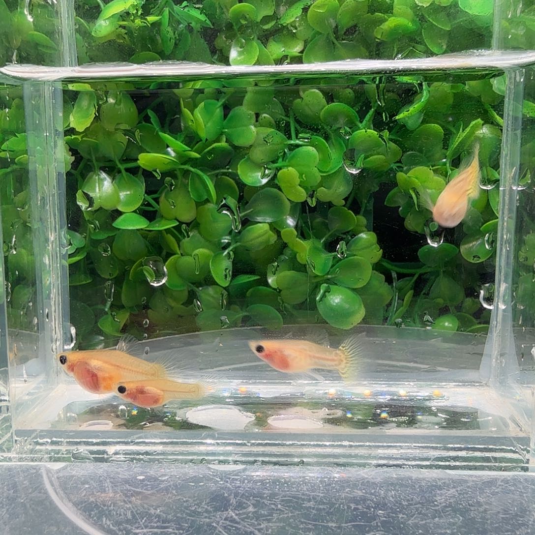 海水鱼金属黄蕾丝玻璃猫2公2母