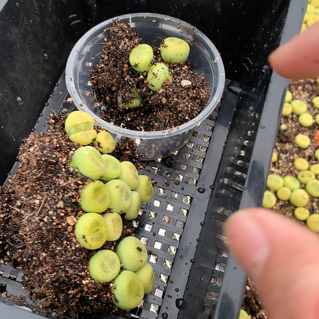 年*人W478多肉植物保护