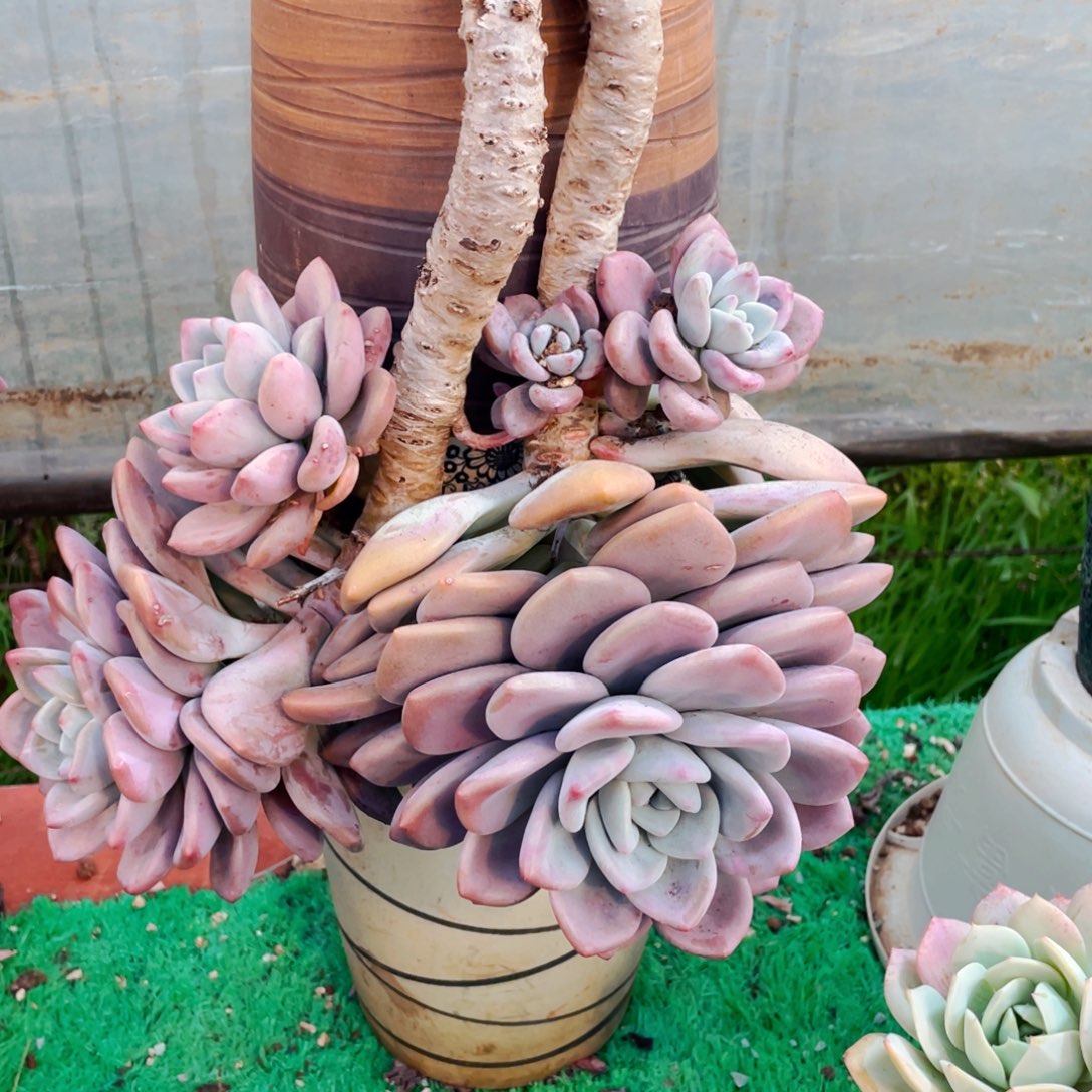 彪***胆圆叶奥普整群带盆带土发物流运费自理寄养到温度好