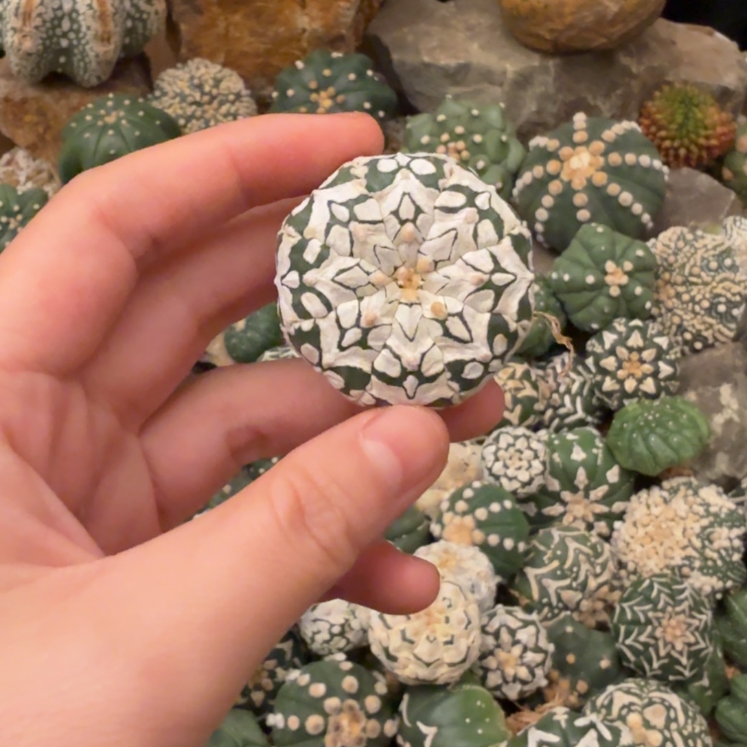 v兜哈哈哈哈哈哈哈哈