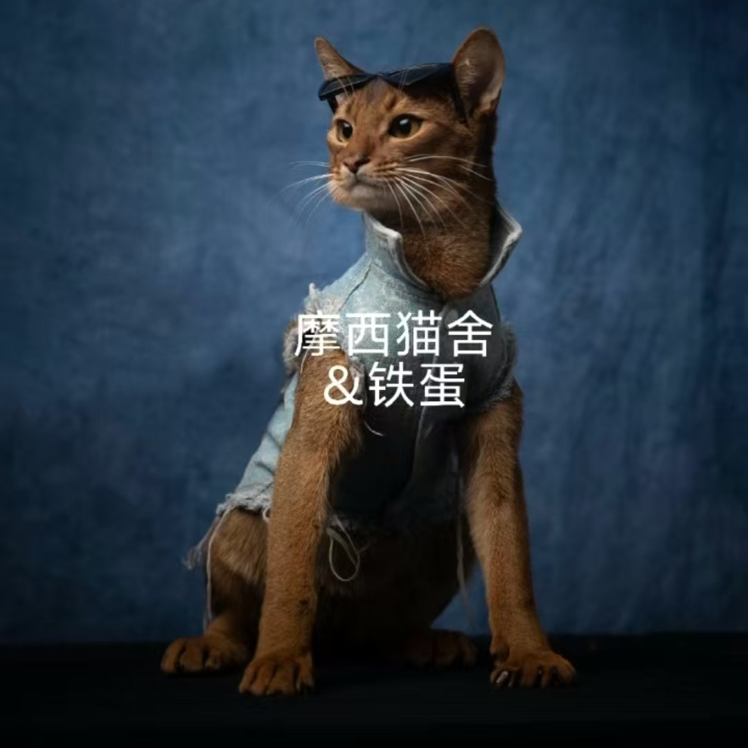 原始色阿比弟弟7个月，已绝育