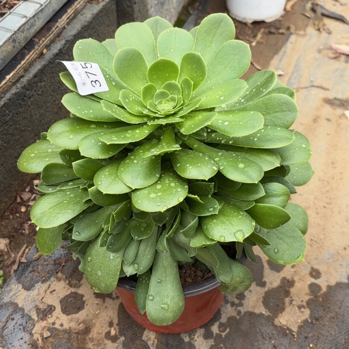 绿羊绒多肉法师3753