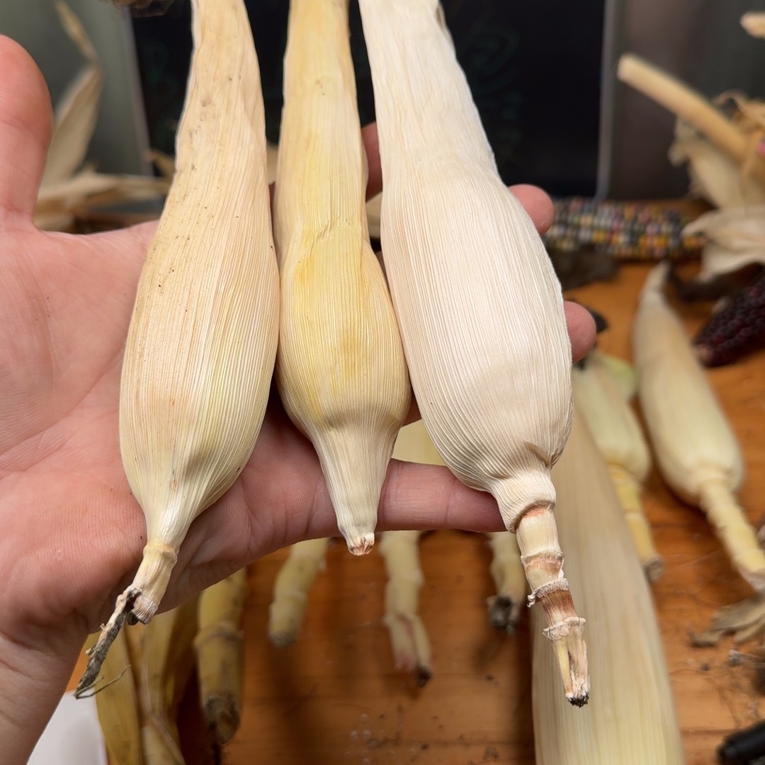 柏香籽/百香籽吊坠。*