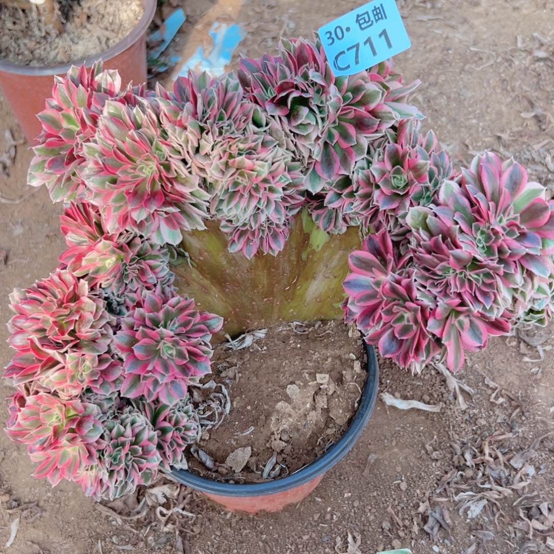 711女巫缀多肉法师