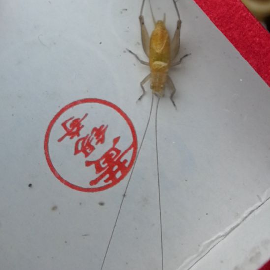 蟋蟀黄锡奇特级断尾一条