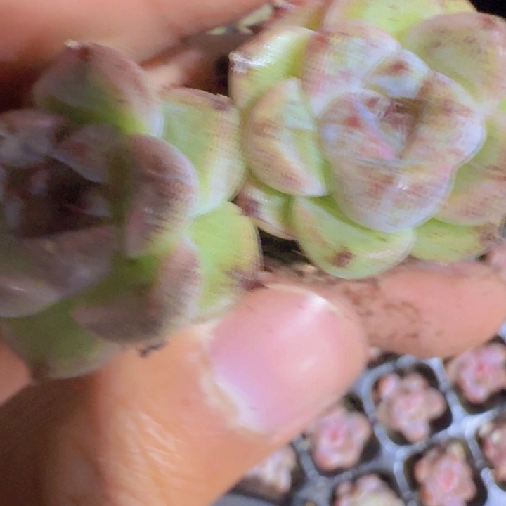 赤水晶五颗一组新品