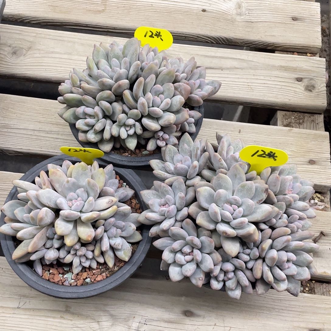 12头香水三盆，老桩