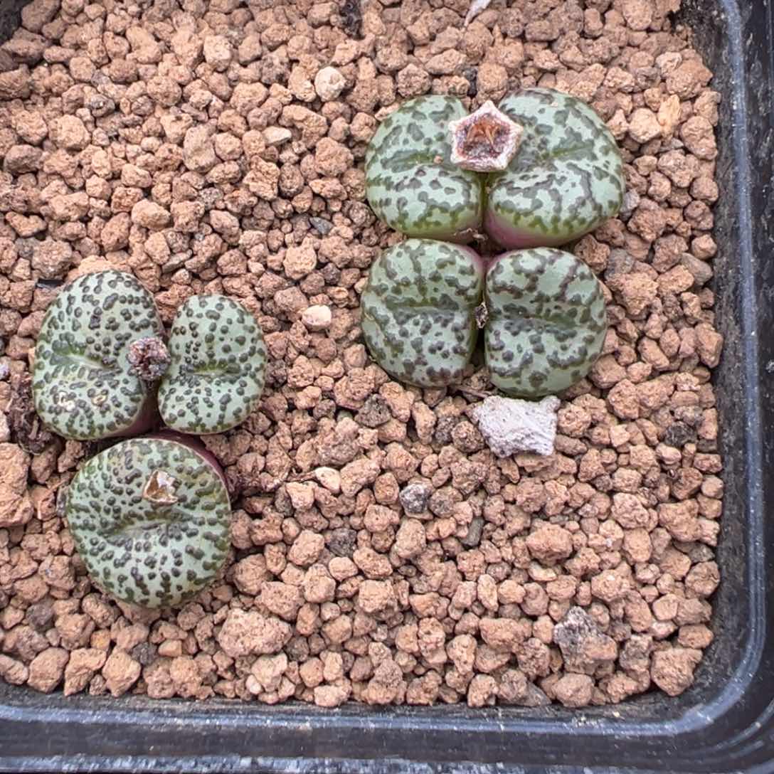 21-205肉锥多肉植物，