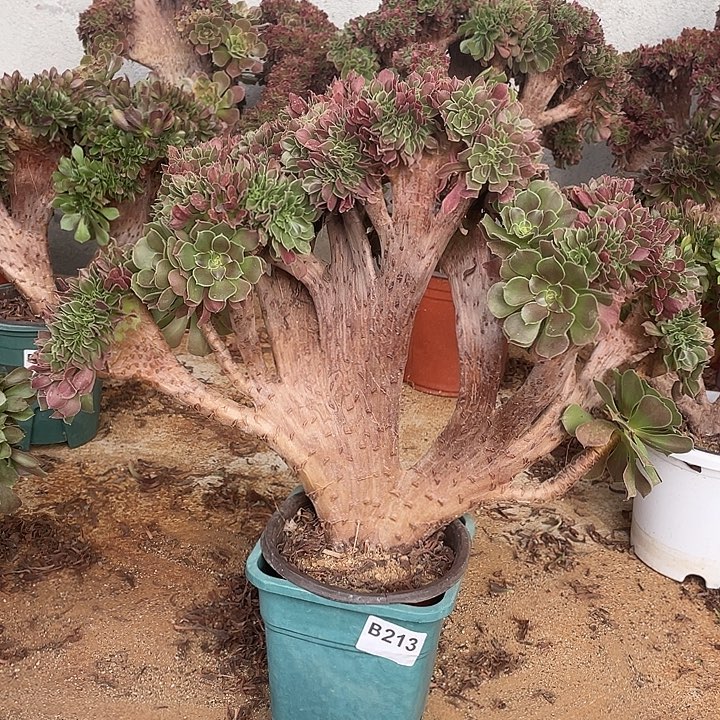 B213柠檬缀化35-1脱土包邮