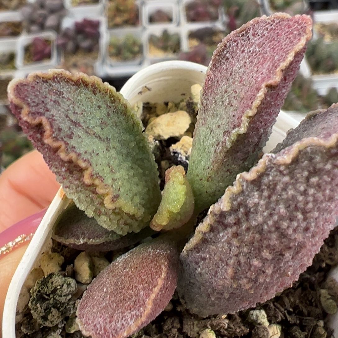 昭君多肉植物水泡