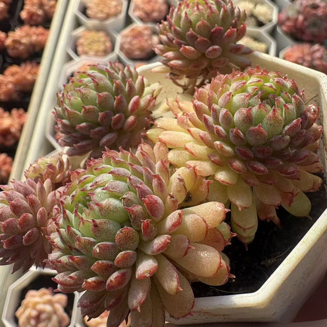 《新疆包邮》小红衣7cm冠幅