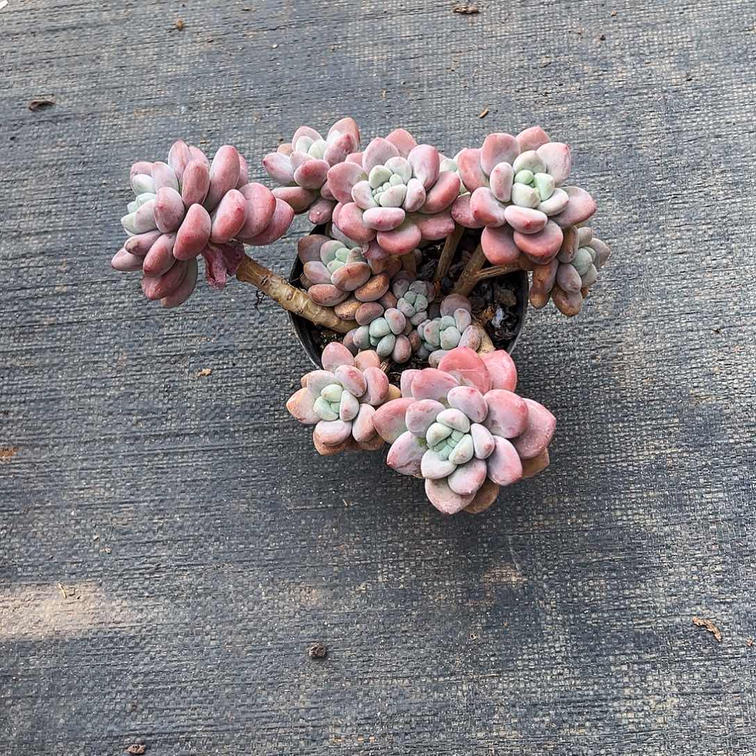 风***涯红洛神多肉一物一拍植物
