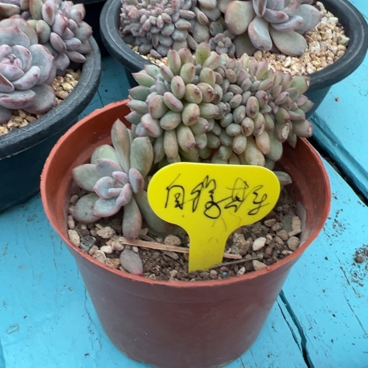 自**乐突尼斯星影小脸树缀化