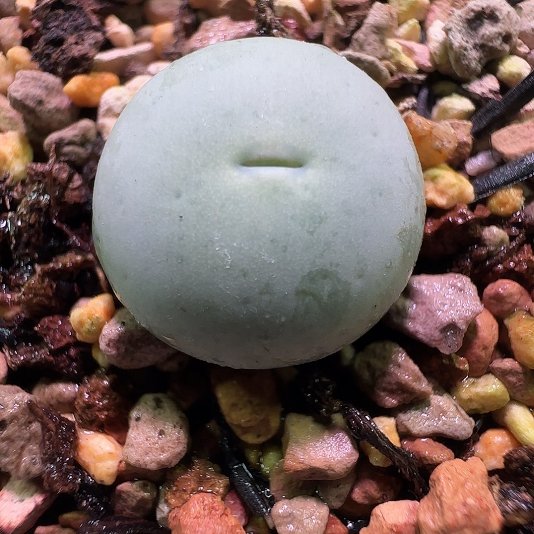 V嘴杂交。          442