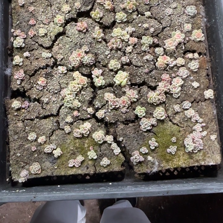 萌***园117 号王者系列多肉一框