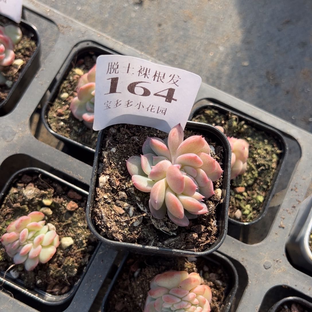 琥珀缀化一颗量拍多肉满9.9元包邮