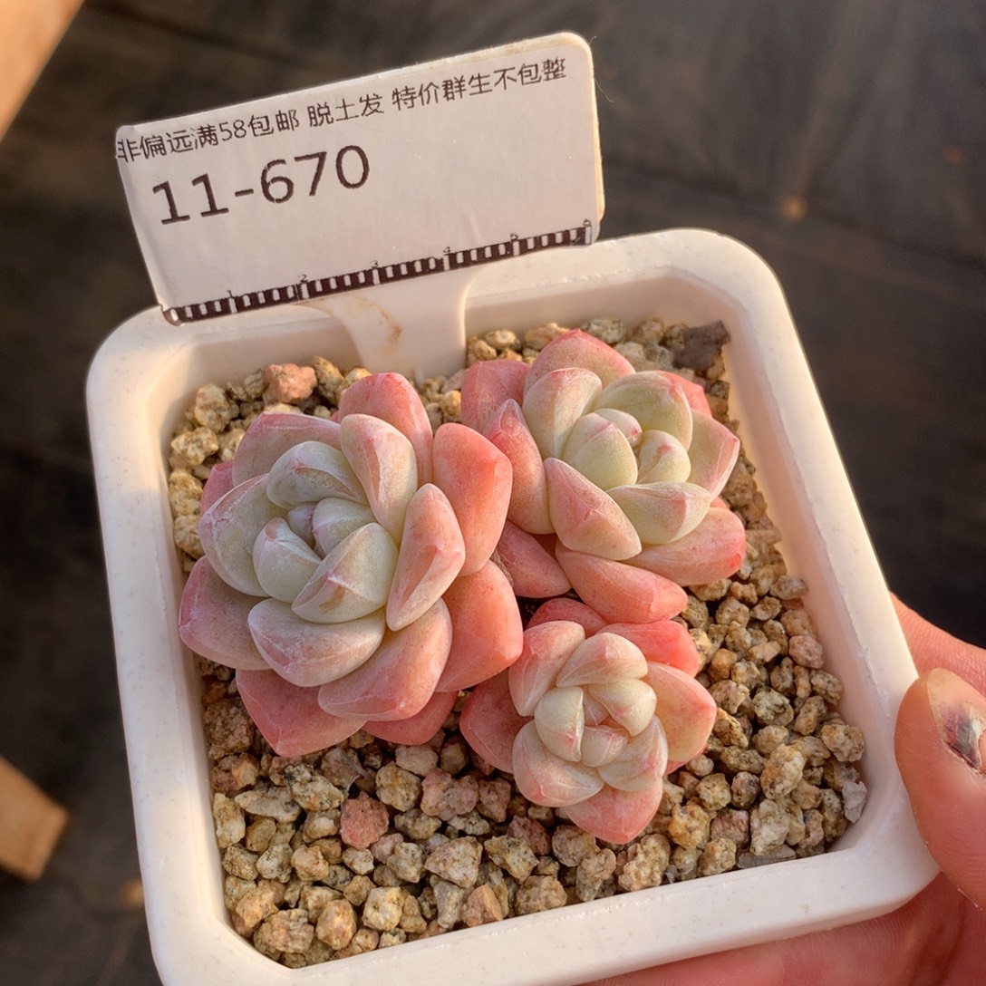 老桩冰玉自然群多肉精品58包邮