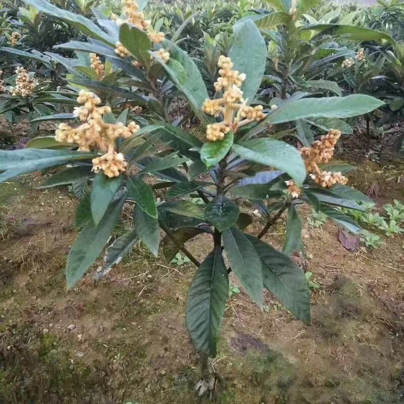 枇杷苗树苗嫁接琵琶树大五星早熟阳台种植高产大果地栽盆栽枇杷