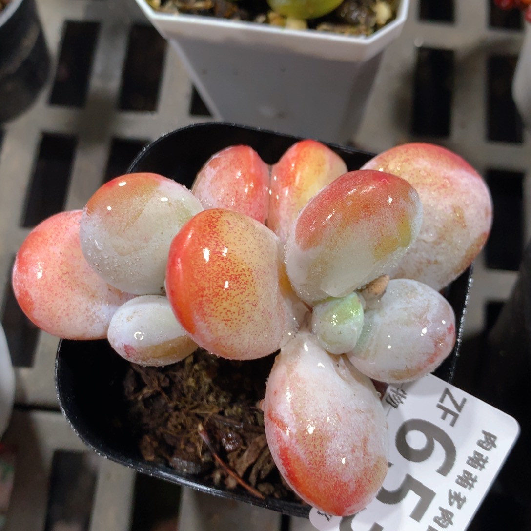 5CM拇指盆精控多肉ZF653