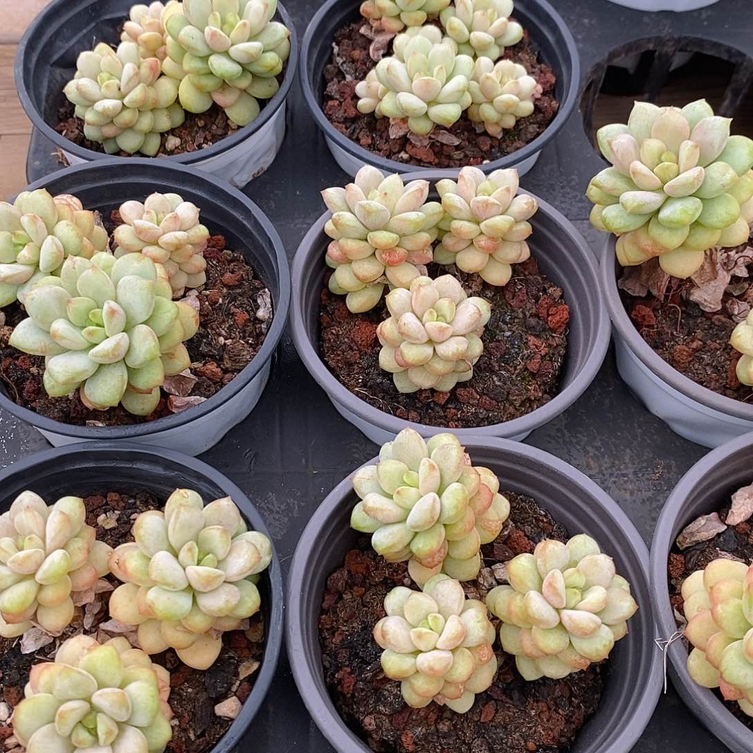 金汇园艺，2阳光玫瑰