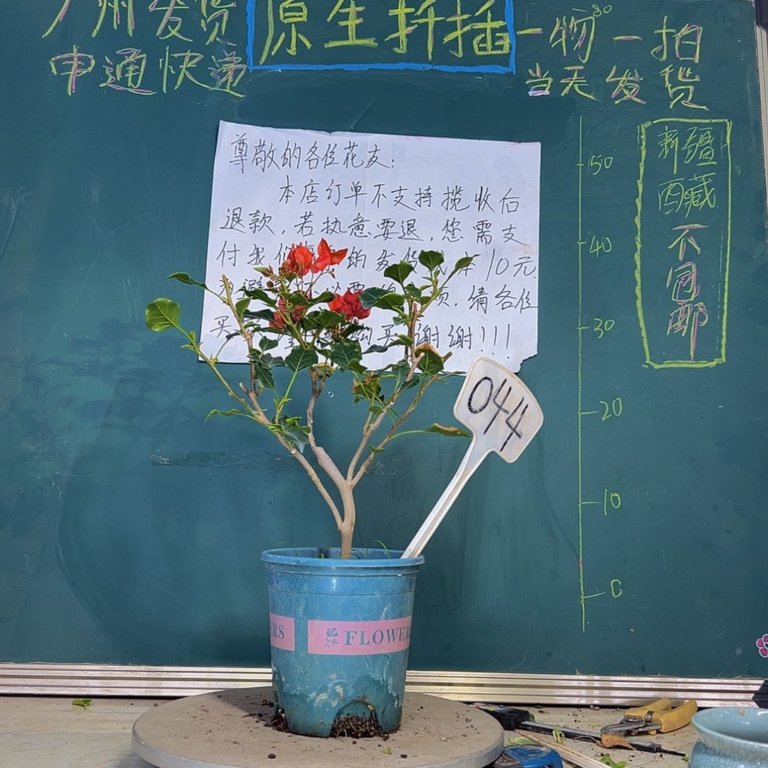 当前无花栽培后可以开花 橙美人  044