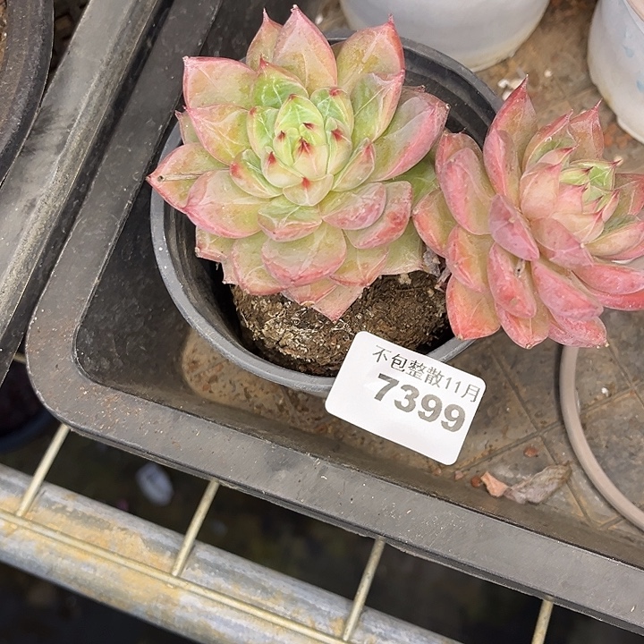 ****梓阿雅园艺。          7399