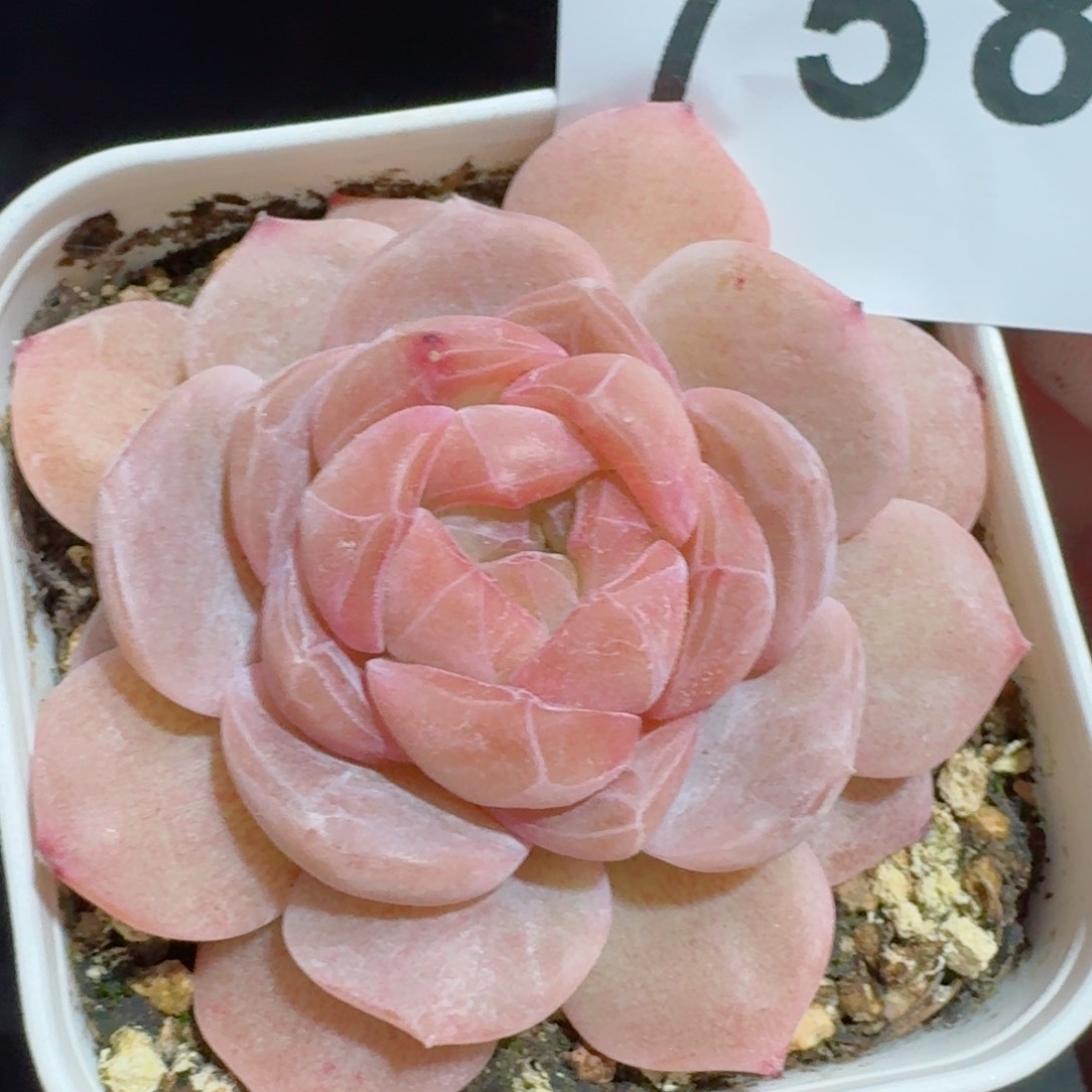 草莓啵啵         多肉植物