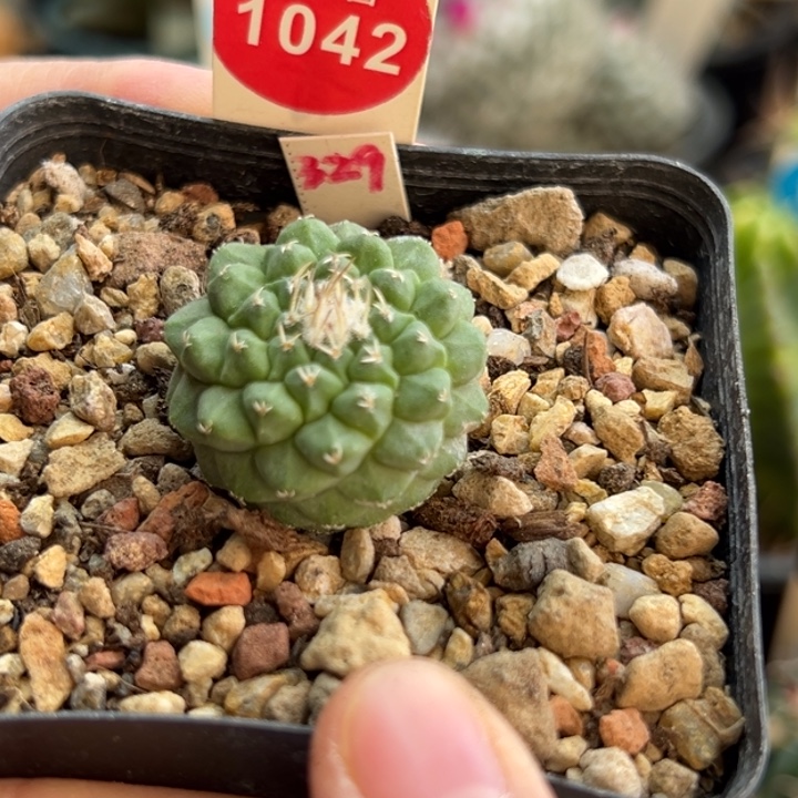实生母本菊水2.6cm
