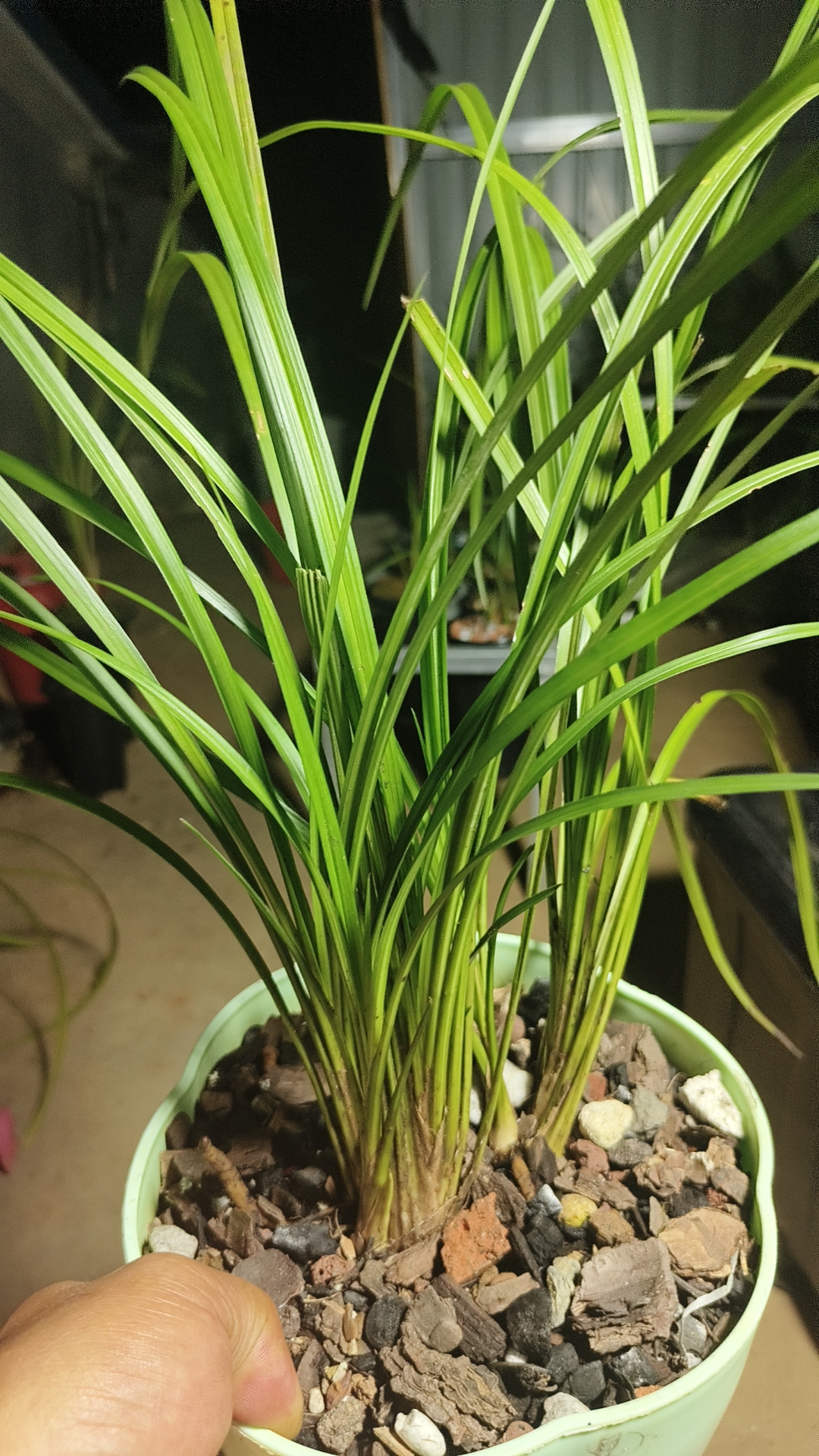 老品种宋梅原种兰花苗适合室内养殖的花卉