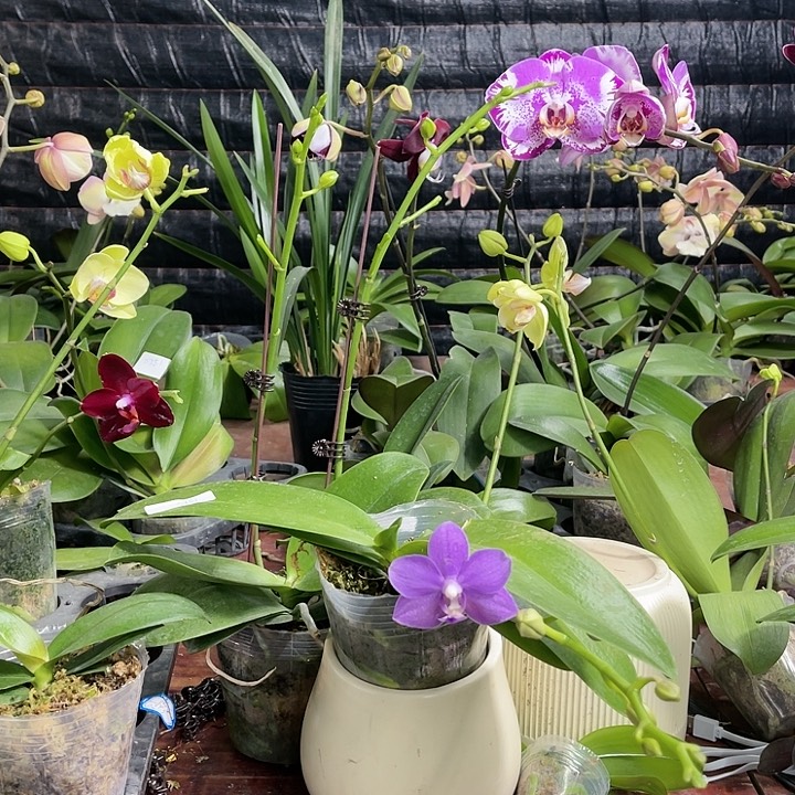 李***猫当前无花栽培后可以开花豆蔻