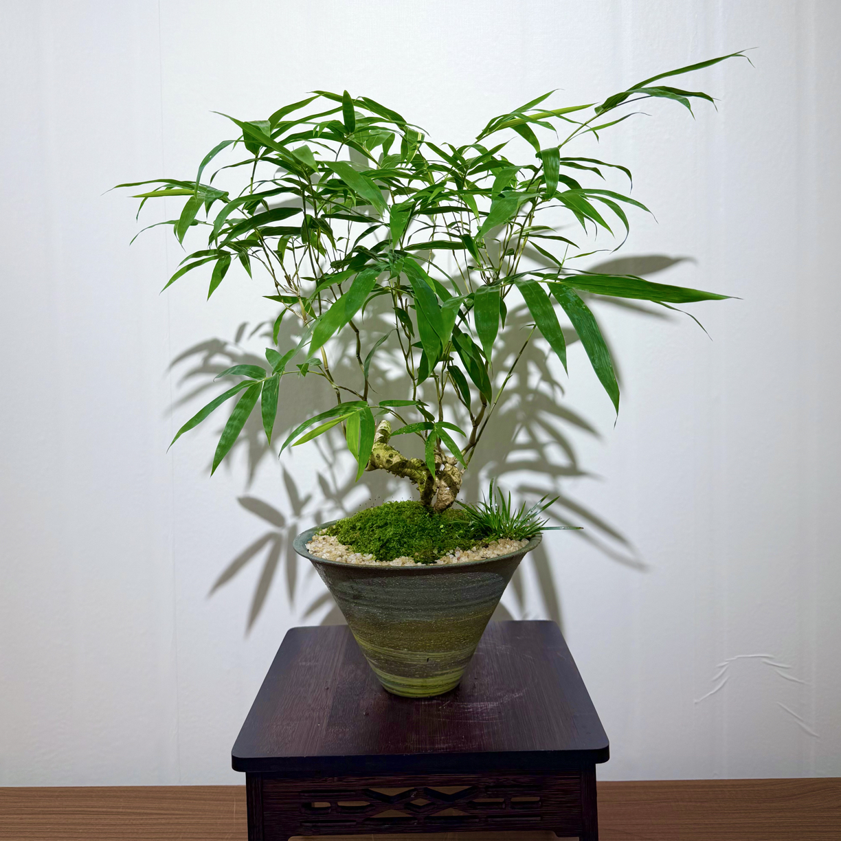 【提根佛肚竹】搭配颗粒彩釉斗笠，四季常青的禅意竹盆栽